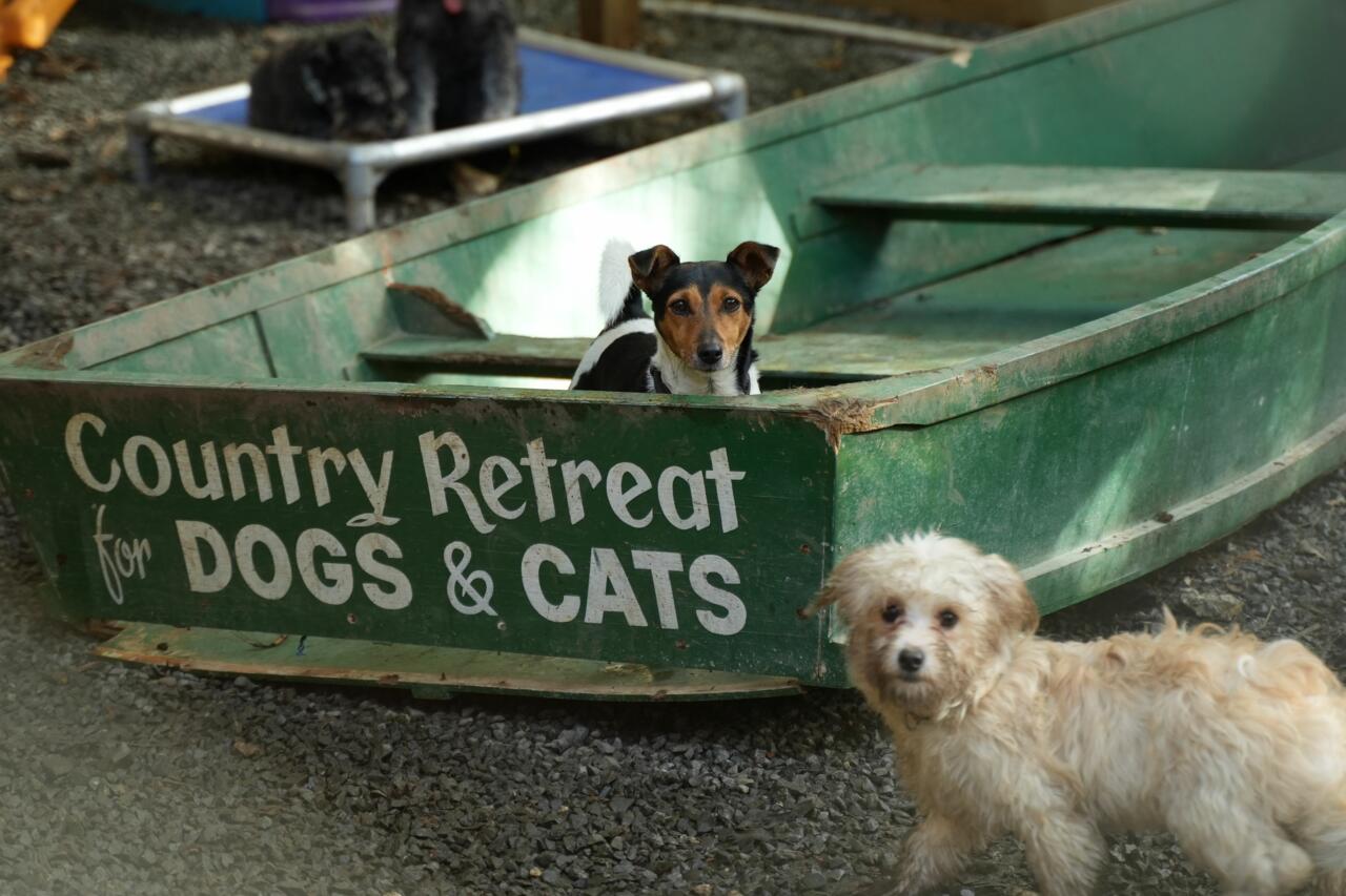 Press - The Dog House NZ (1) Country Retreat Animal Sanctuary for Dogs and Cats (c) SPP 2022