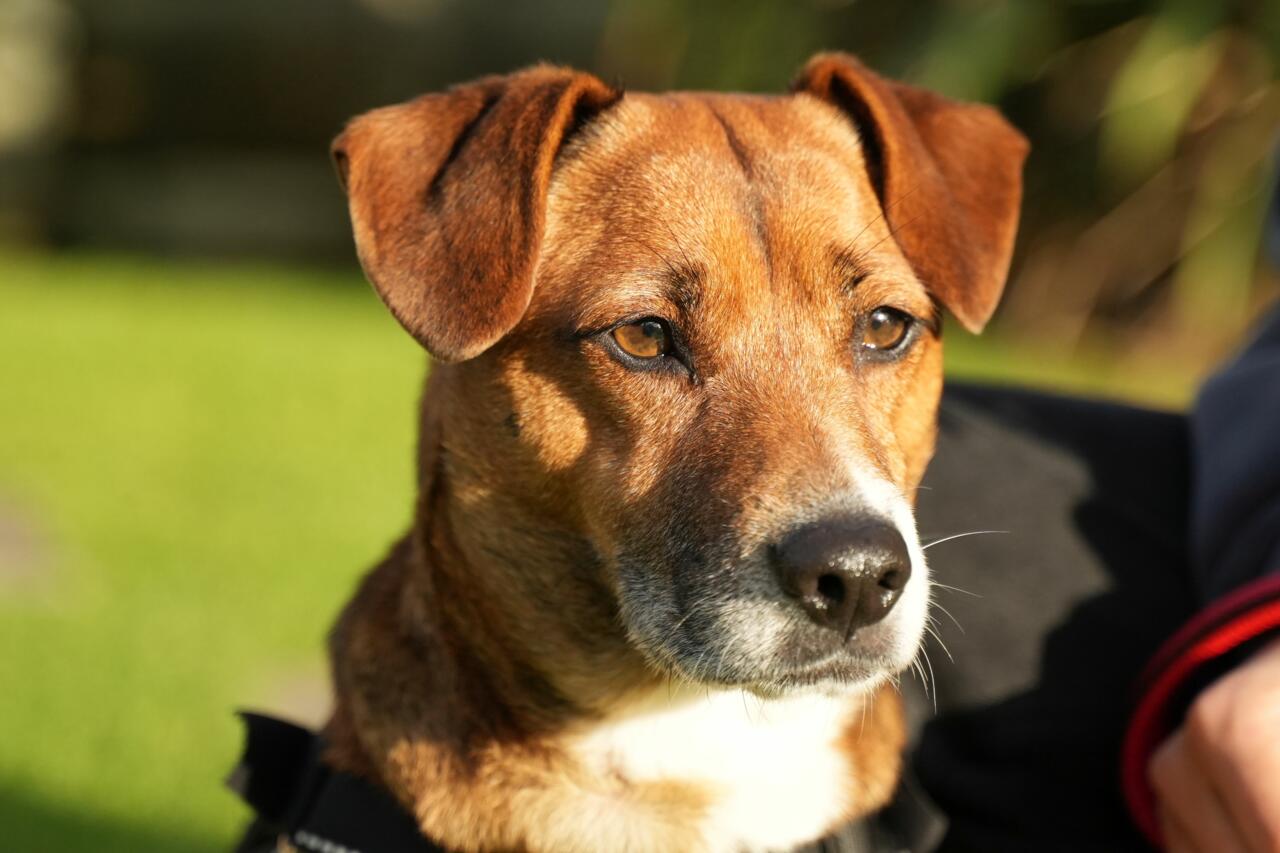 The Dog House NZ (13) Fudge (c) SPP 2022