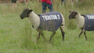 The Traitors NZ EP 6 (8)  Traitor sheep (c) SPP 2023